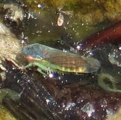 Gypona verticalis