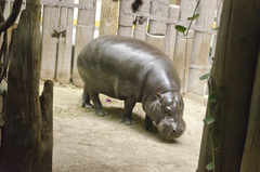 Hippopotamidae