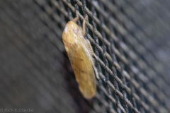 Ponana