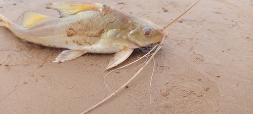 Silver antenna catfish (Pimelodus argenteus) — Pimelodidae — 4