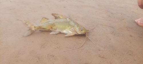 Silver antenna catfish (Pimelodus argenteus) — Pimelodidae — 2