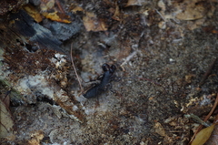 Mastigoproctus floridanus