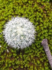 Mammillaria densispina