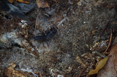 Mastigoproctus floridanus