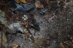 Mastigoproctus floridanus