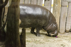 Hippopotamidae