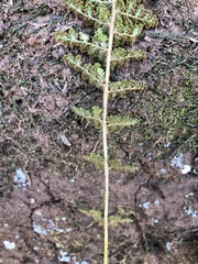 Anemia vestita