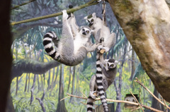 Lemur