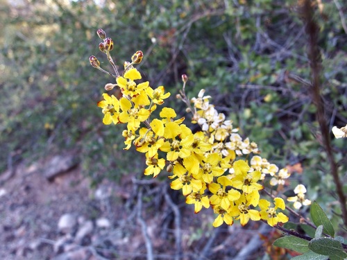 Echinopterys eglandulosa, photograph 3