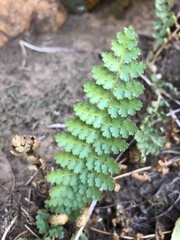 Anemia vestita