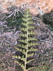 Anemia vestita