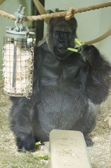 Gorilla