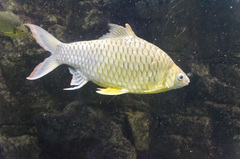 Hypsibarbus wetmorei