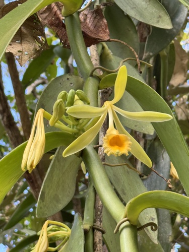 Vanilla pompona, photograph 6