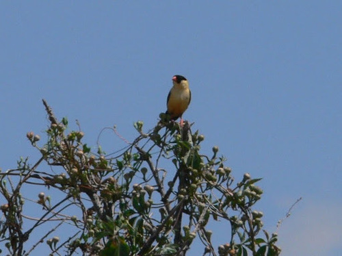 Vidua regia
