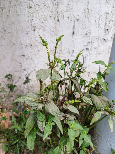 Image of Spigelia anthelmia by no rights reserved