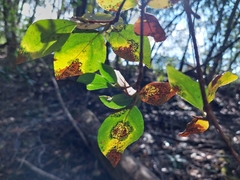 Rhododendron mariesii, photograph (c) Jason, some rights reserved (CC BY)