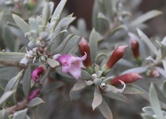 Eremophila youngii