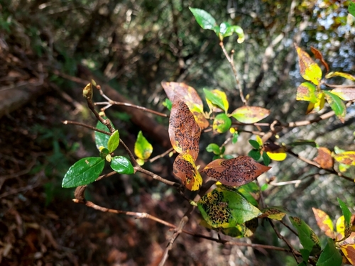 Rhododendron mariesii, photograph 3