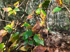 Rhododendron mariesii, photograph (c) Jason, some rights reserved (CC BY)
