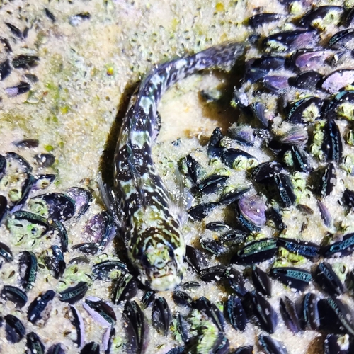 Rockpool blenny (Entomacrodus vomerinus) — Blenniidae — 3