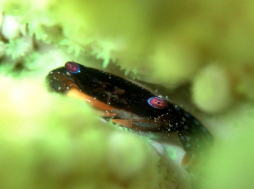Tetraloides nigrifrons observed 2025-01-01