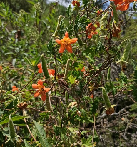 Caiophora lateritia (Caiophora lateritia)