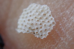 Primavelans insculpta