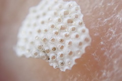 Primavelans insculpta