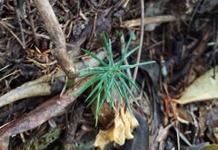Pseudotsuga sinensis, photograph Jason, CC BY, iNaturalist via GBIF