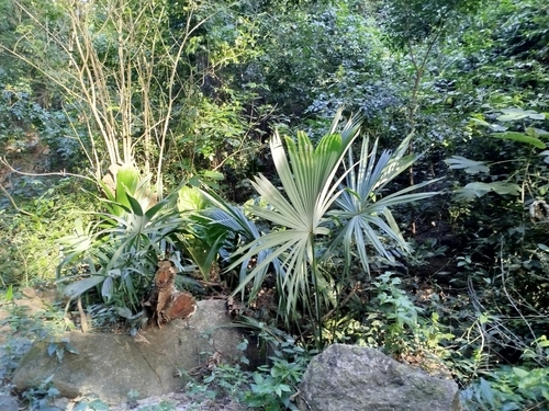 Image of Sabal mauritiiformis by (c) Ben Costamagna, some rights reserved (CC BY)