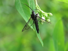 Synanthedon