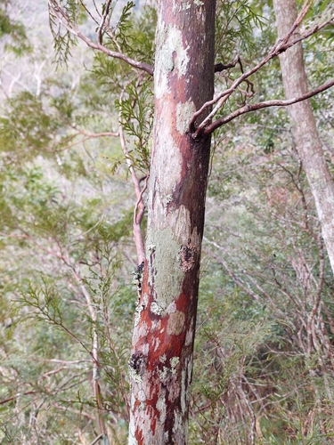 Image of Calocedrus formosana by (c) Jason, some rights reserved (CC BY)
