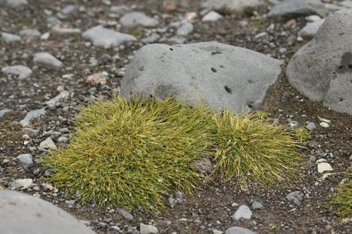 Image of Deschampsia antarctica by no rights reserved