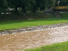Egretta garzetta