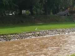 Egretta garzetta