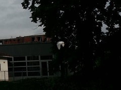 Egretta garzetta