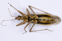 Nabis punctatus
