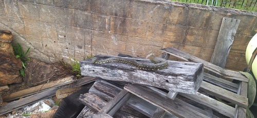 Diamond Python sighting