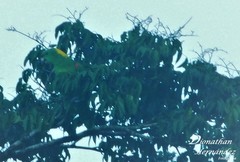 Amazona auropalliata