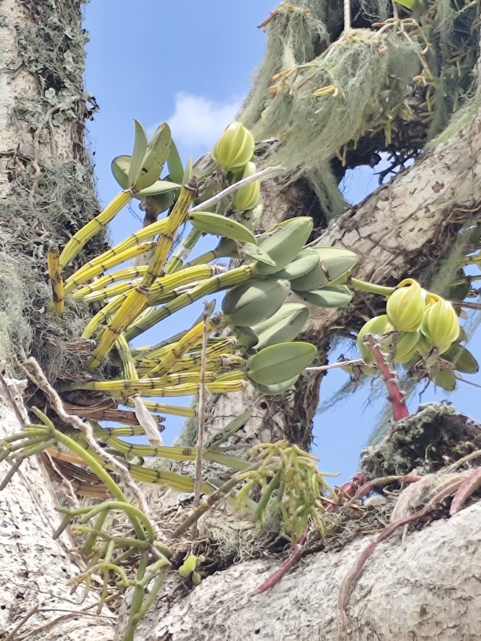Imagem de Orquídea