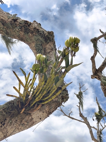 Orquídea