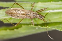 Nabis pseudoferus