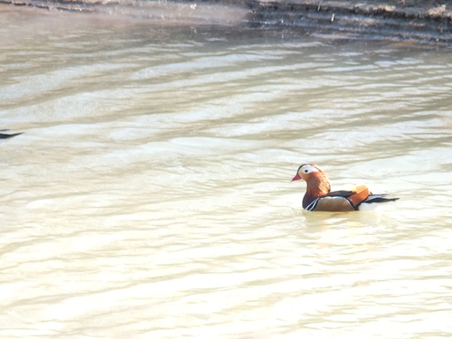 Mandarin Duck