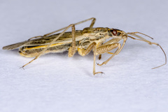 Nabis punctatus