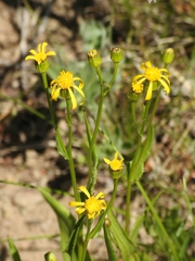 Senecio crassulus