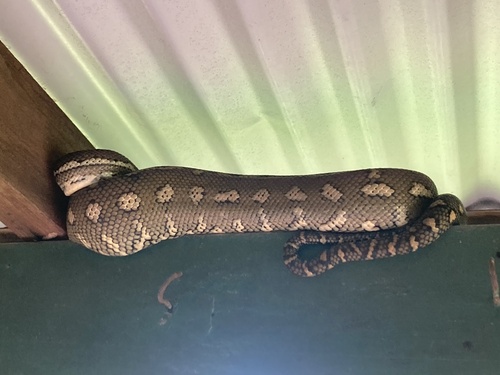 Coastal Carpet Python sighting