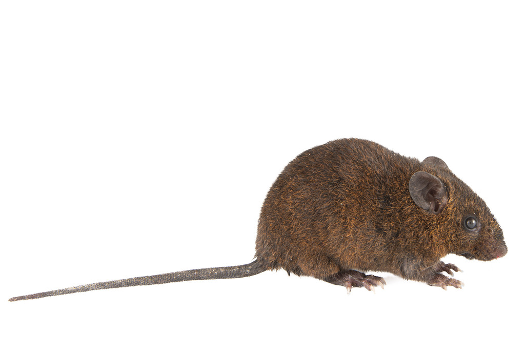Black-And-Yellow Rice Rat