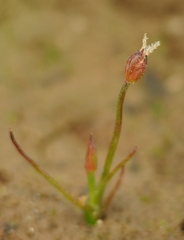 Juncus bryoides