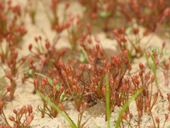 Juncus bryoides
